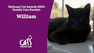 William  The three-legged cat who brings calm  National Cat Awards 2024