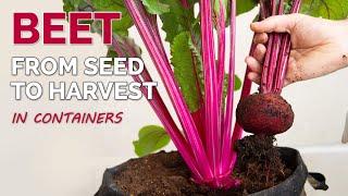 How to Grow Beets in Containers  From Seed to Harvest