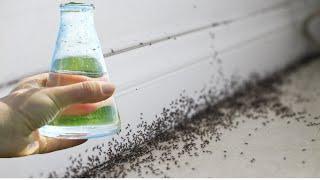 Just 1 drop and the ants disappear immediately The most effective natural insecticide