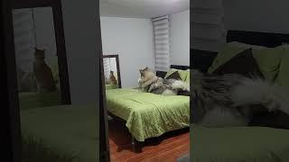 Dog and Cat Play Together and Cat Falls Off Bed