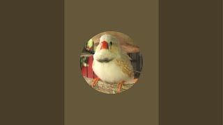 Live  Zebra finch  Finches bird  #finch #pet #cute #birds #nature #yt