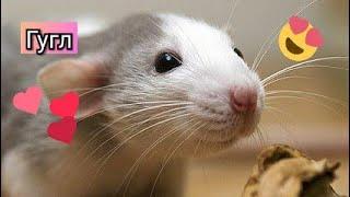 НОВАЯ КРЫСА ХАСКИ -- Гугл . Дамбо крысёныш. Распаковка и Крысенок Влог#24 dumbo rat baby