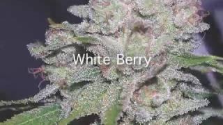HIGH TIMES Presents Top 10 Strains of the Year