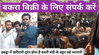 बकरी और बकरा बिक्री के लिए संपर्क करें  goat contact for sale  goats farming  bakari bakara bikri