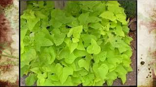 Ornamental Sweet Potatoes