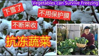 下雪了，不用保护膜，不断采收的蔬菜，适合北美种植   Vegetables can survive freezing （点CC看字幕）English Subtitles