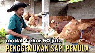 Penggemukan sapi pemula 4 ekor sapi modal 60 juta