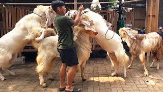 Kambing Jumbo Sebesar Kuda Pusat Kambing Qurban Jumbo Bekasi