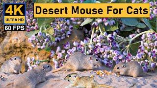 Cat TV for Cats to watch Mice in Desert with Calotropis Flowers - Cat Games  Mice hide and seek