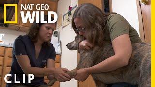 Dingo Goes to the Vet  The Incredible Dr. Pol