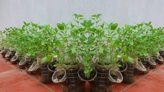 This is the easiest method of growing basil that Ive ever known. Its very healthy to eat