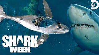 Most Wild Moments from Shark Week Belly of the Beast Feeding Frenzy 2023  Discovery