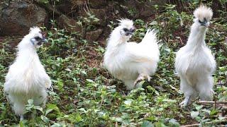 Beautiful walk of Cute Silky chicken and group of Chicks in my Land