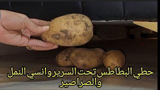 ارمي البطاطس تحت السرير وانسي النمل والصراصير بفكره عبقريه متخطرش ببالك