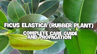 How To Care For Ficus Elastica  Complete Care Guide Propagation and Potting