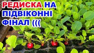 Редиска в теплиці і на підвіконні ТРОХИ