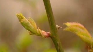 Выращивание роз из черенков - КИЛЬЧЕВАНИЕ