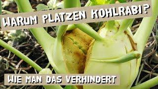 Warum Kohlrabi platzen oder keine Knollen bilden? Was man dagegen tun kann Tipps vom Gärtner