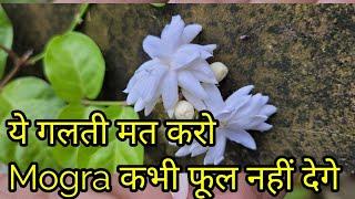 Mogra Not Flowering क्या गलती की जिससे mogra फूल नहीं देते