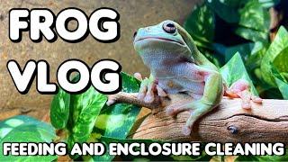 Cleaning My White’s Tree Frog Enclosure  Frog Vlog