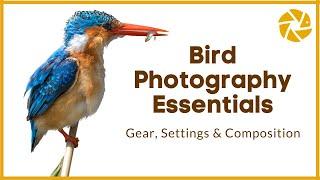 Bird Photography Tutorial  Gear Settings and Composition Tips