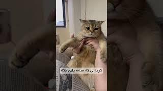 گربه‌ای که «نه» بگه دیده بودین؟