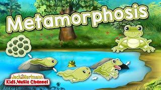 Metamorphosis  Frogs Life Cycle Song for Kids  Jack Hartmann