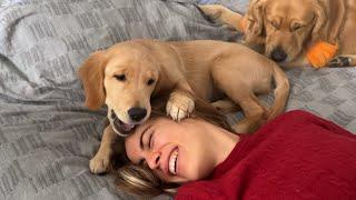 Golden Retriever Puppy Gives Her Owner a Haircut