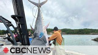 Huge tuna discovered in fishing net in Chaleur Bay N.B.