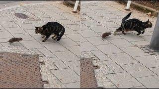 Mouse chasing Cat - Tom and Jerry in Real Life