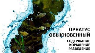 Орнатус обыкновенный. Содержание и разведение орнатусов