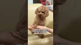 Poodle VS Schnauzer Both are adorable貴賓狗狗和雪納瑞狗狗都一樣可愛啦 #poodle #schnauzer #dogreaction #shorts