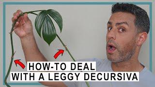 How-To Deal With a Leggy Rhaphidophora Decursiva  Propagation Staking and Care Tips