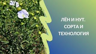 Лён и нут  Сорта и технология