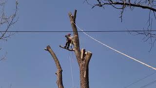 como cortar un árbol con motosierra  trabajo peligroso por la alturas