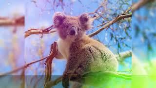 Top 10 Most Unique Animals of Australia