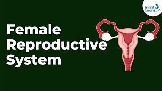 Female Reproductive System  Infinity Learn NEET