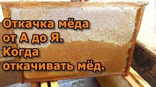 Откачка мёда от А до Я. Когда откачивать мёд.