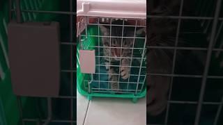 anak bulu kurung dulu belum juga sembuh berantem kemarin #cat #shortvideo