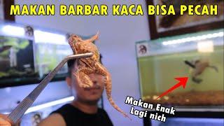 Channa Jumbo Makan Kodok  Grebek Koleksi Bang Jrink Nam Sembilan Aquatic