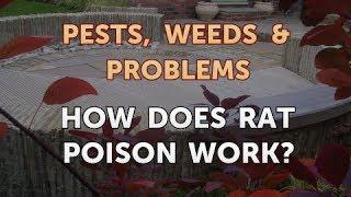 How Does Rat Poison Work?