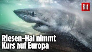 Weißer Hai ist auf dem Weg ins Mittelmeer  OCEARCH „Nukumi“