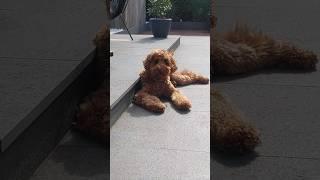  #shortsfeed #shortvideo #europe #explore #fy #animals #dog #dogshorts #goldendoodle #humor #fyp