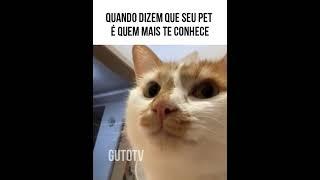 Gatinho gourmet tenta acertar sabores  #funnymemes #animaisdublados #memes #humor #comediaanimal