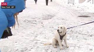 Dog Crashes The Weather Channels Live Shot