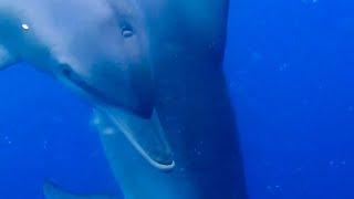 Swimming with Wild Dolphins 