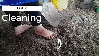 Cleaning the chicken coop barefoot and putting fresh bedding  Barefoot farming & gardening