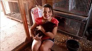 Spending time in the Poultry Parlor  a place for babies broodie hensand special needs birds