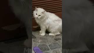 Gangguin Kucingmu Pakai Video Ini - Suara Kucing Birahi