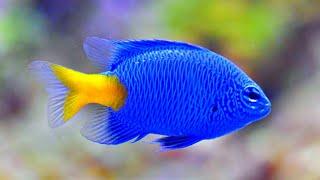 10 Jenis ikan Hias Air Tawar Warna Biru
